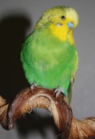 /album/fotogalerij-mijn-grasparkieten/iggy-man-jpg/